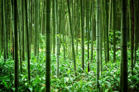 bamboo-farming.jpg