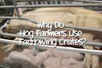 Farrowing-Crates-800x534.jpg