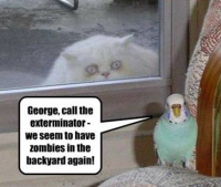 ZombieCat.jpg