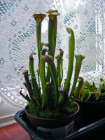 sarracenia.jpg