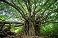 i-bet-you-dont-know-these-8-amazing-things-about-trees-resilience-with-regard-to-trees.png